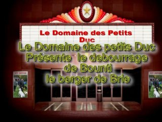 Débourage du Berger de Brie