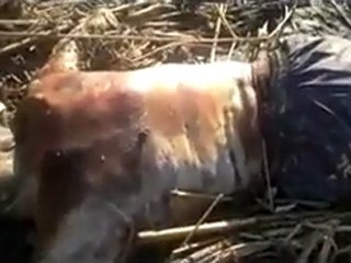 فري برس   جزء من مجزرة الزهراء بحمص والتي حدثت بتاريخ 5 12 2011