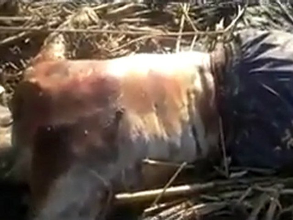 فري برس   جزء من مجزرة الزهراء بحمص والتي حدثت بتاريخ 5 12 2011