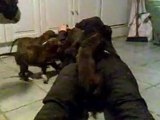 CHIOTS BOXER 6 semaines