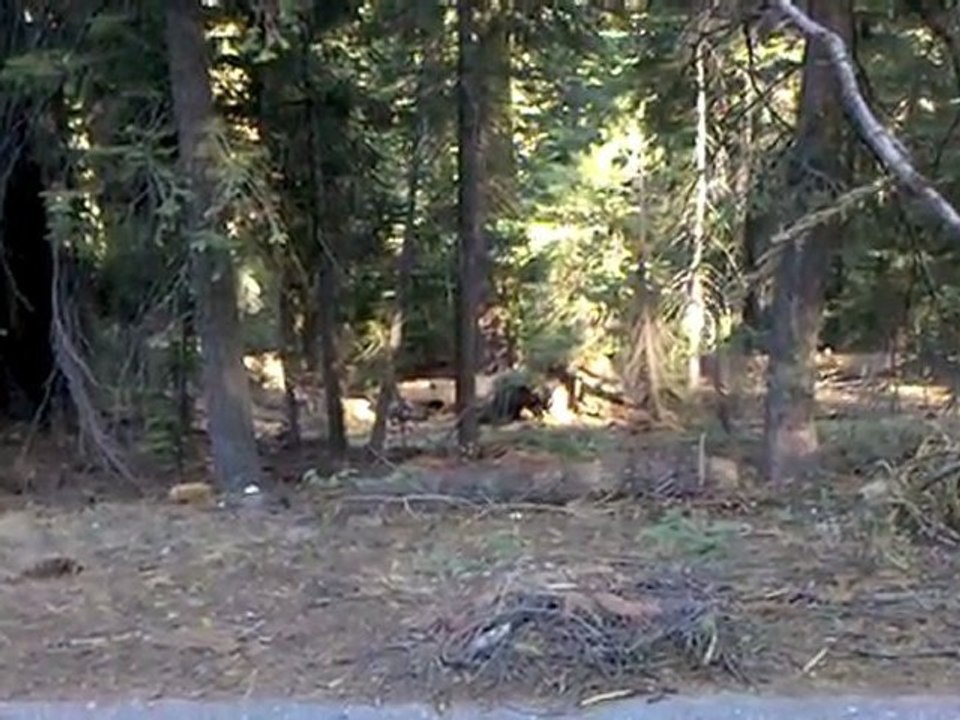 Bears in Sequoia National Park
