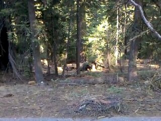 Bears in Sequoia National Park