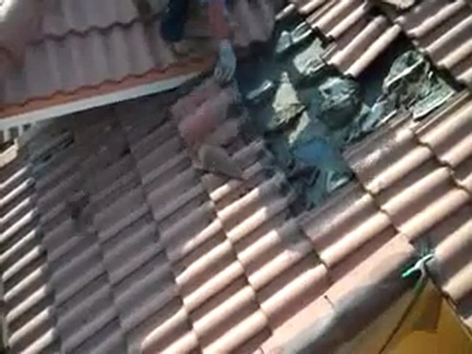 Une toit infesté par plusieurs centaine de chauve-souris