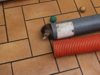 Fufus de l'Ouest _ Les Triplées : Midway, Florès et tahiti