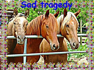 Barn fire New Jersey kills 22 show horses