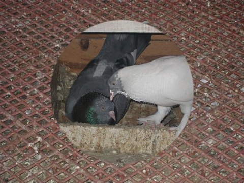 MAVİ BAŞ MAVİ KUYRUK KELEBEK