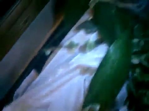 فري برس ادلب اريحا الشهيد محمد مصطفى الصباغ اثار التعذيب على جثمانه الطاهر31 12 2011