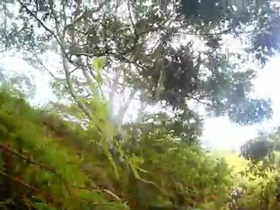 20120121_Premier arbre_s