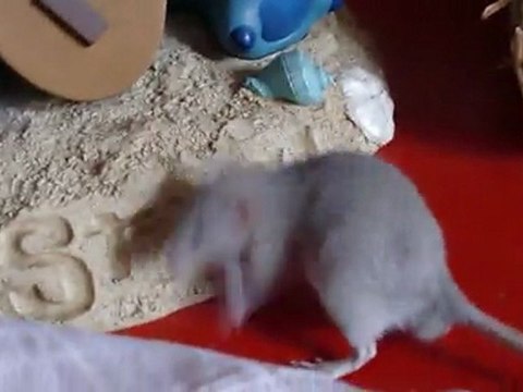 Yela, Bebop, Zedd & Mojo