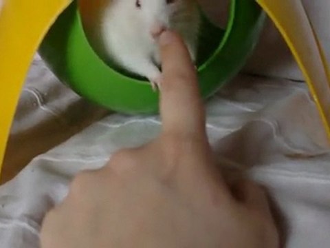 Yela, Bebop, Zedd & Mojo 2