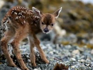 Un nouveau Bambi est né