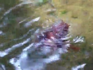 Stories of Water (with Rumi)