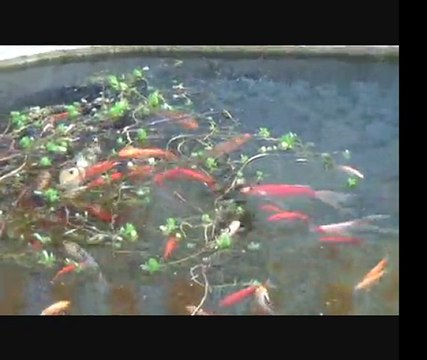 Carpes Koï et Poisson Rouges