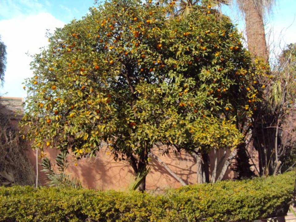 la médina de Marrakech