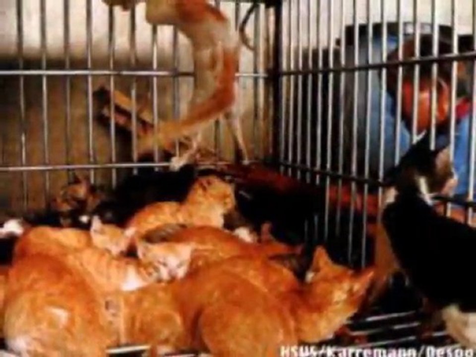 Gequält, ausgebeutet und weggeworfen