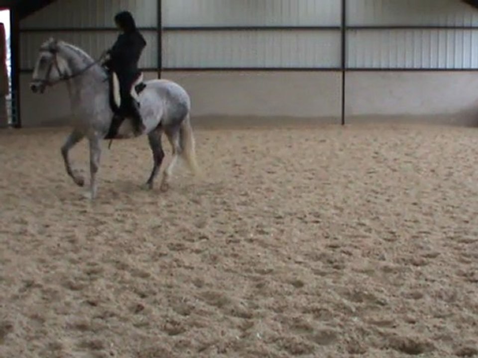 hanches en dedans trot d avec arrêts et départ galop