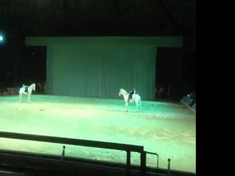 Show d'élevage chevaux Camargue