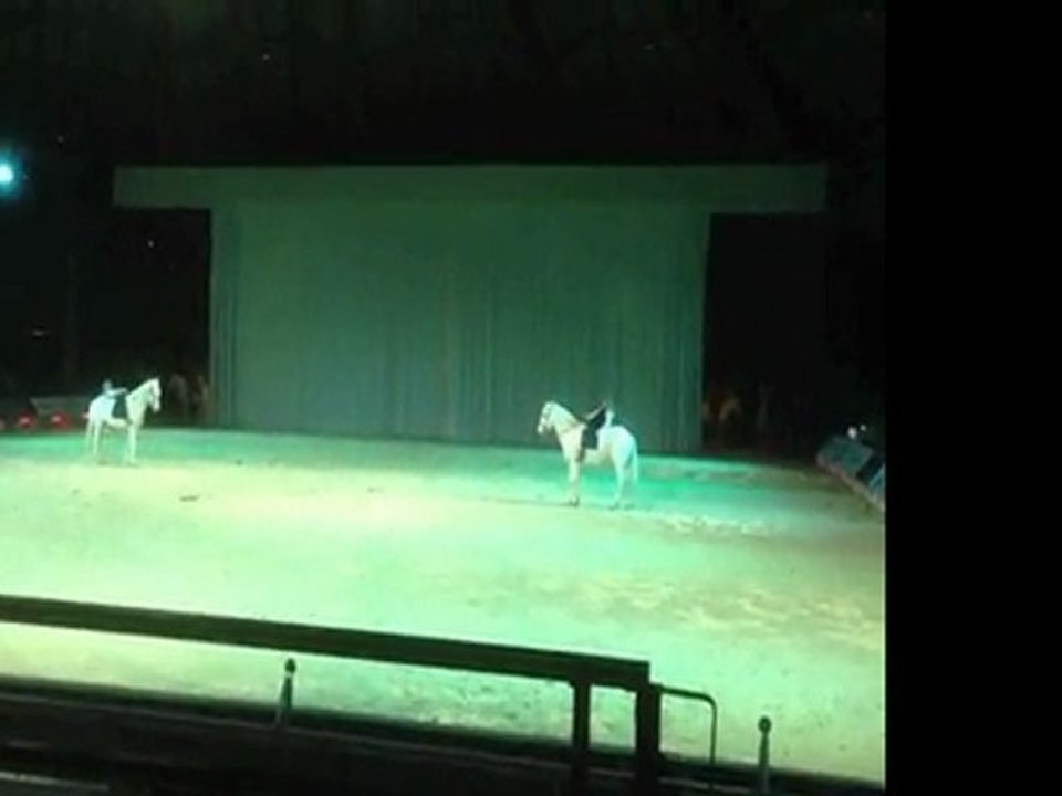Show d'élevage chevaux Camargue