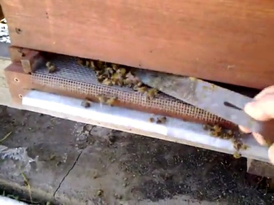 Arılar 22012012105