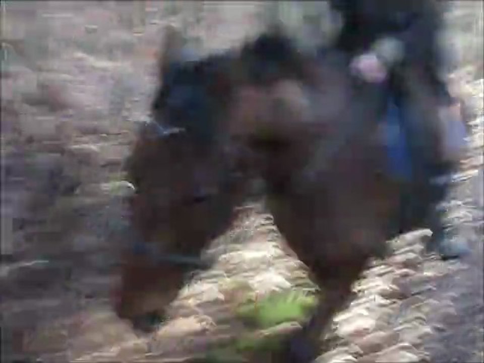 rodeo trot galop ballade