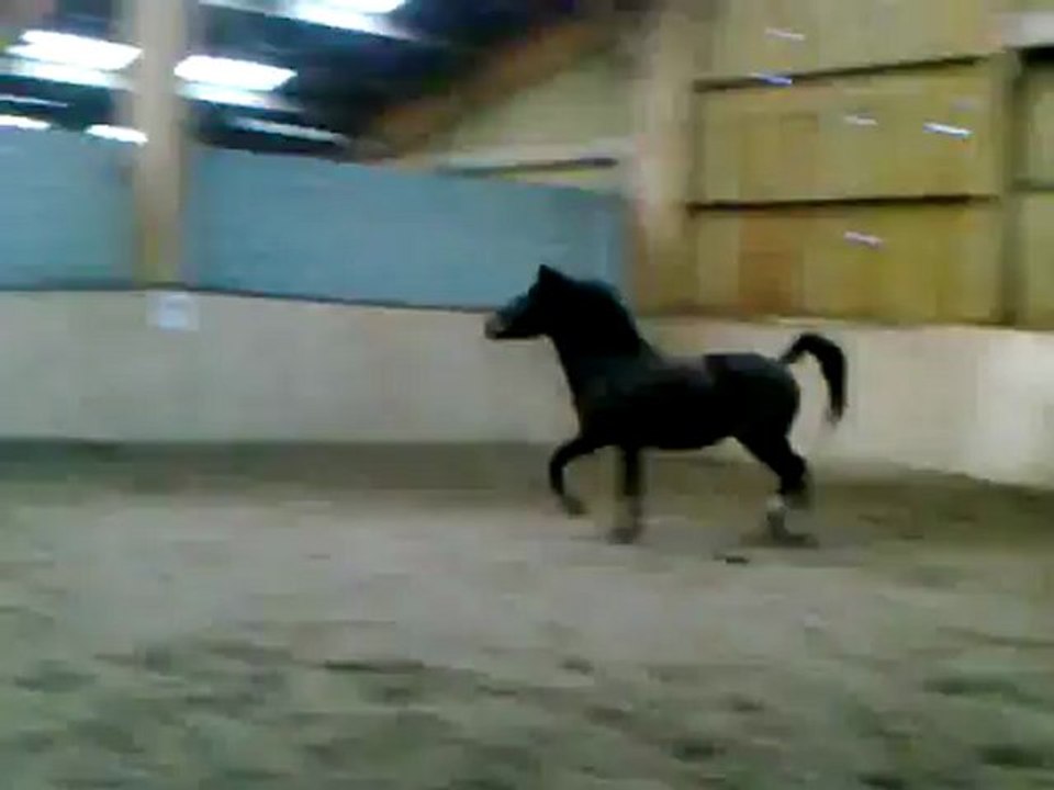 star trot
