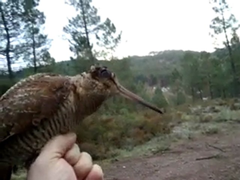 MOV00646_x264
