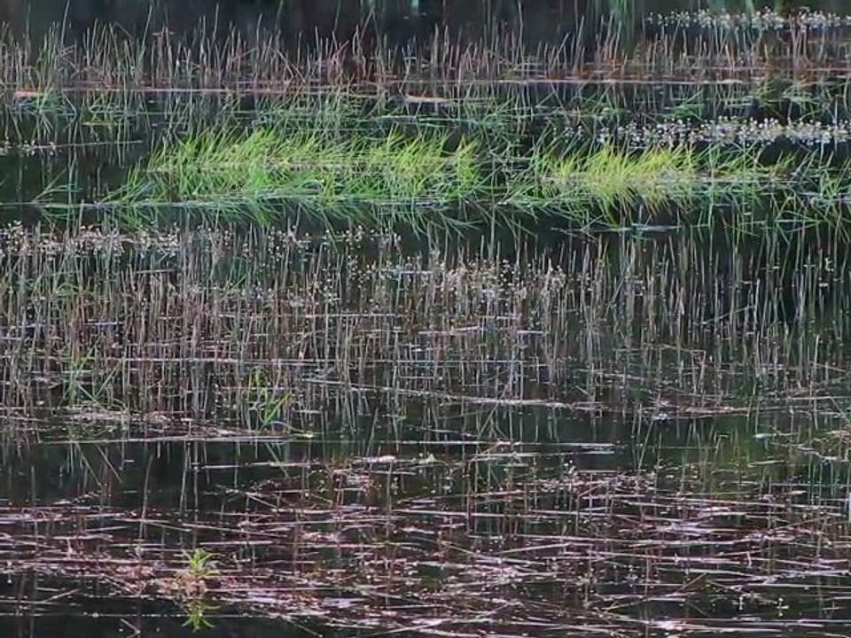 Petit lac en fleurs