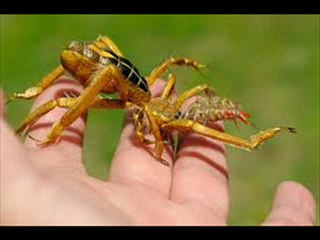 Camel Spiders Part 1 of 12 Full Movie
