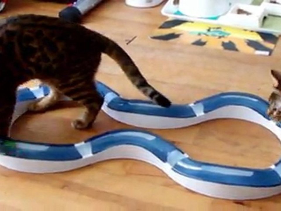 Goliath&Grimmjow et leur cadeau de Noël - G&G bengal cat
