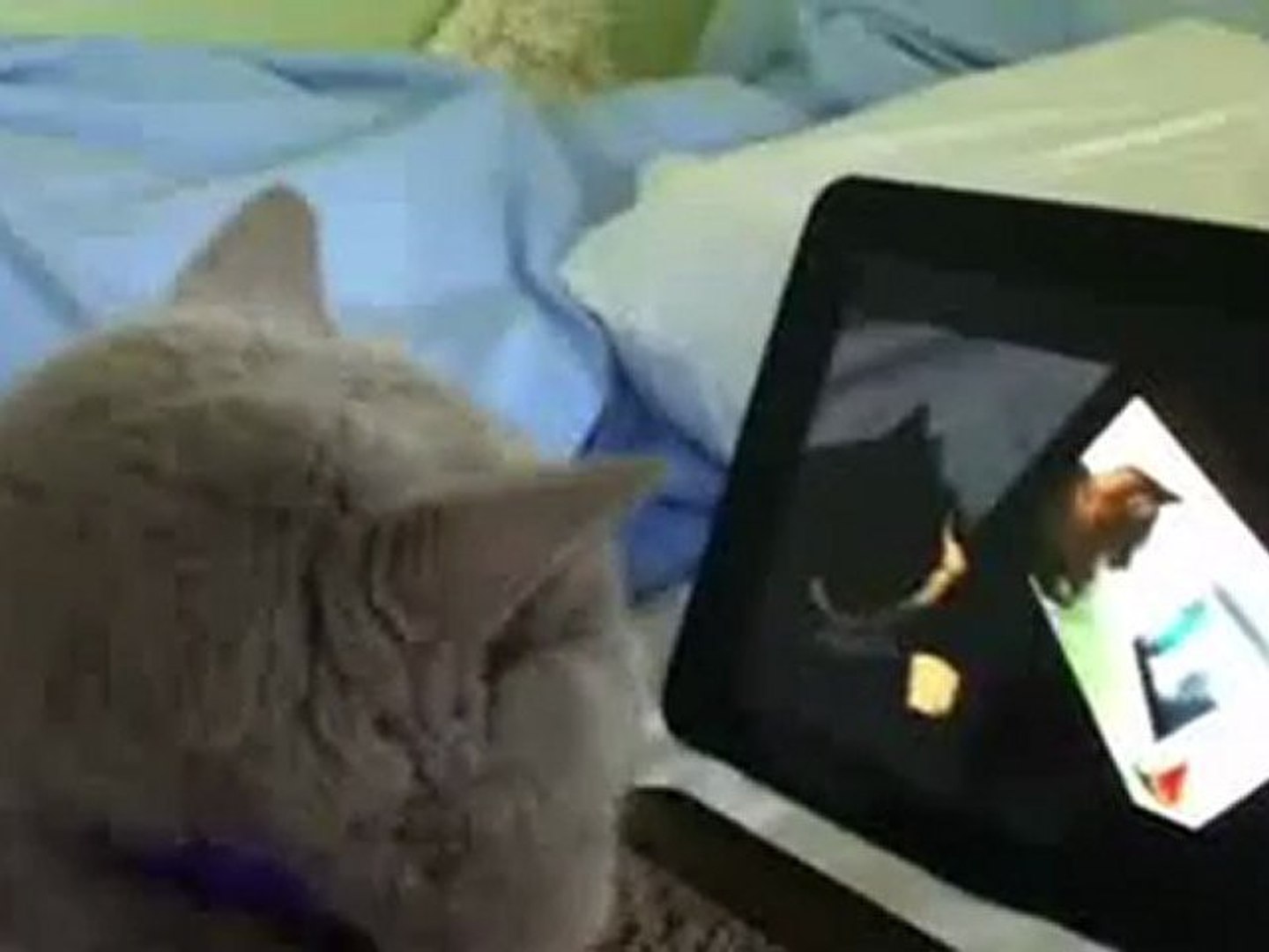 ⁣Cat watches cat watching cat watching cat watching nyan cat