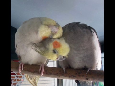 Calopsittes printemps 2011