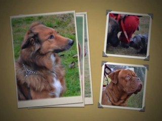 BONNE ANNEE A TOUTES ET A TOUS !