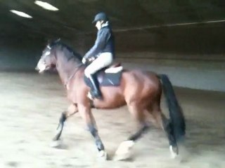 Topollino des Iris (trot 1ère séance)