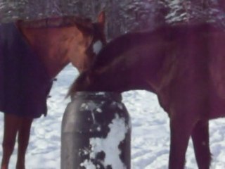 Mon poulain canadien Logan avec son baril.