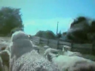 Sheep cam, live as a sheep in New Zealand