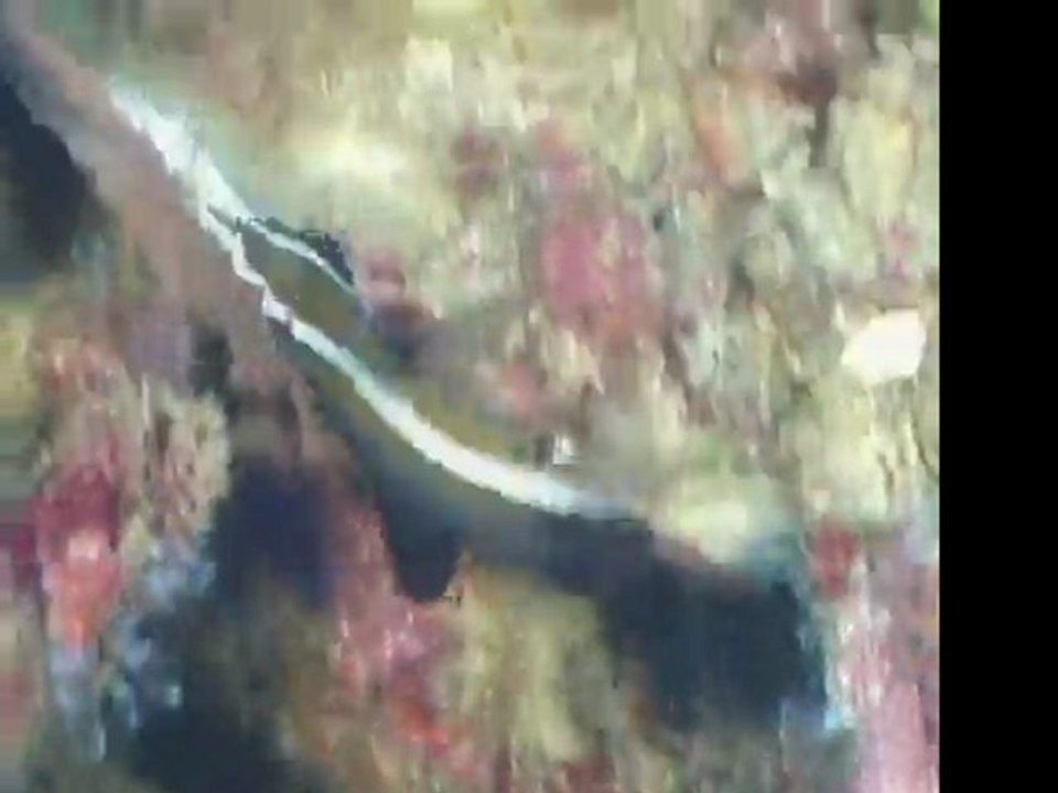 plongée philippines