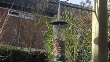 Birds highspeed camera 240 fps