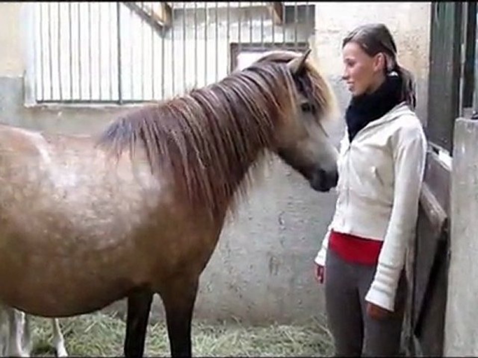 Equitation islandaise