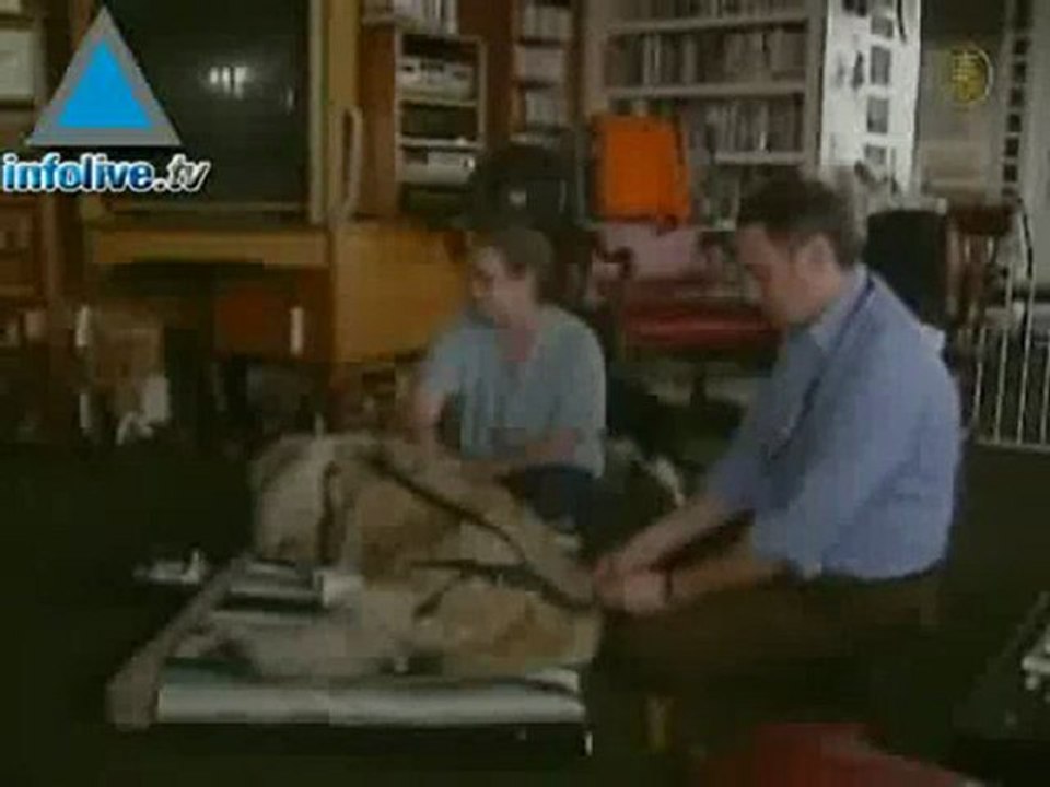 Pups Get Acupuncture