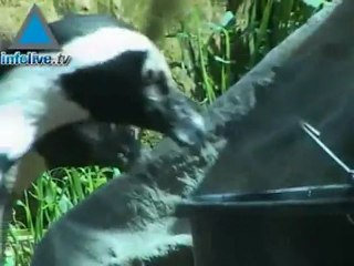 Spring Babies Dot The Hills Of The Jerusalem Biblical Zoo