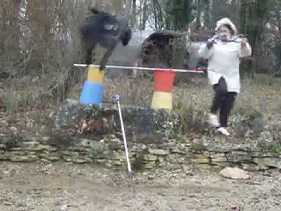 Saut Tim moyen
