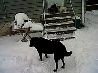 Wolf/lab mix & cattle dog romp in snow with Lhasa/Shitzu