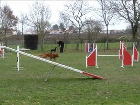 Bullit parcours agility en freestyle