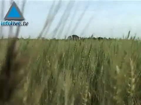 Field Of Flowers And Grass Cover The Southern Countryside