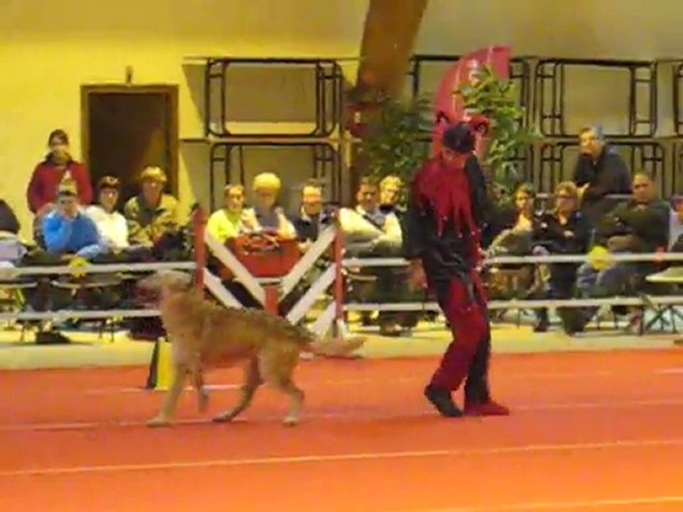 Doggy Dance Arlette et Zinga aui GPF 2011 à Compiègne (FR) "le bal des fous" de la comédie Notre Dame de Paris