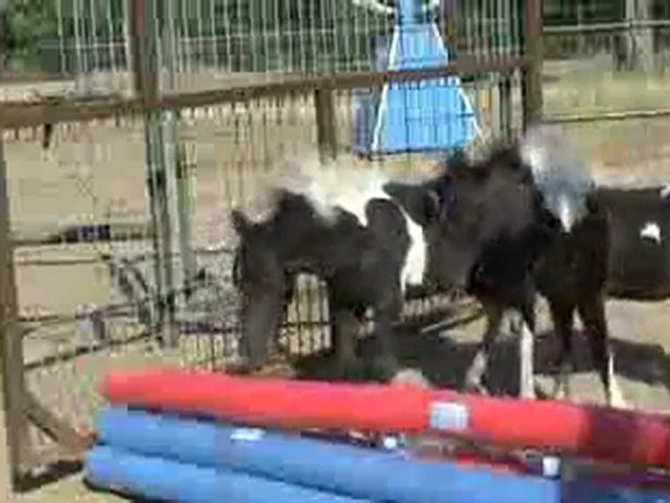 Larry Babies Can Jump -- Expanded