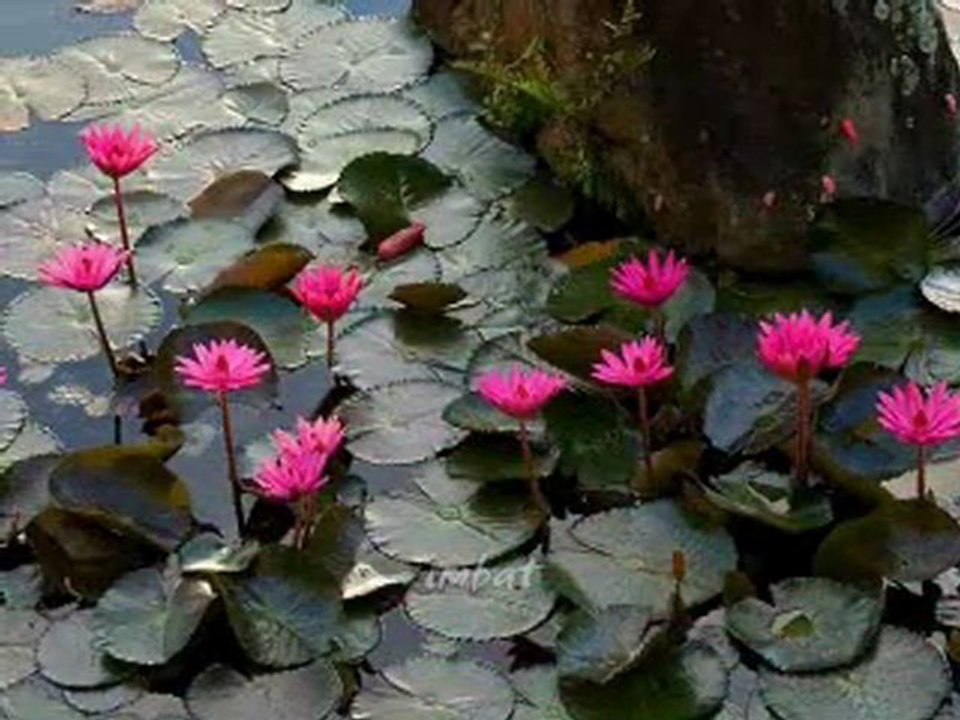 özlem özdil   Gönlüm Daglarda..