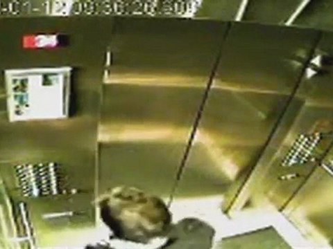 Accident de chien dans un ascenseur