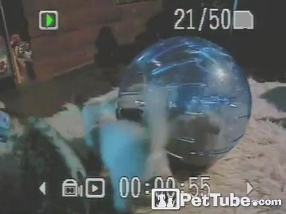 Kittens Have a Ball