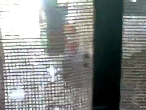 فري برس درعا خربة غزالة انتشار قوات الأمن القمعية في المدينة 5 10 2011